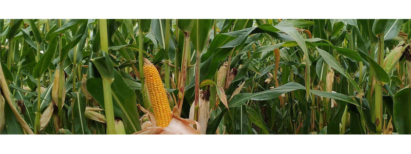 AGRI-REPORTAGE : MAÏS JUSTY